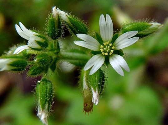 {Cerastium glomeratum}